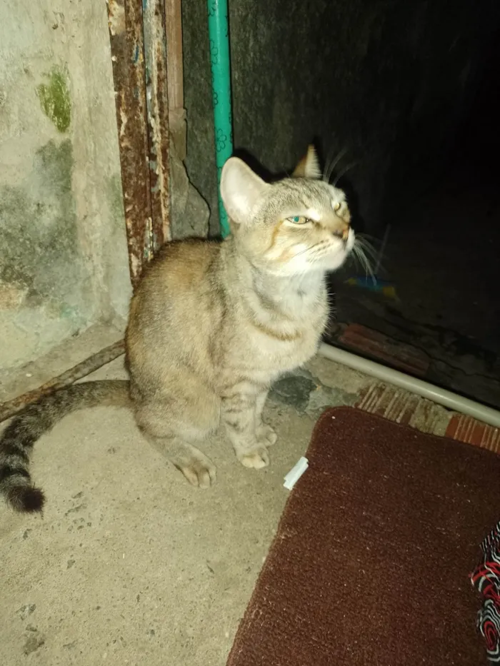 Gato ra a SRD-ViraLata idade 1 ano nome Nina