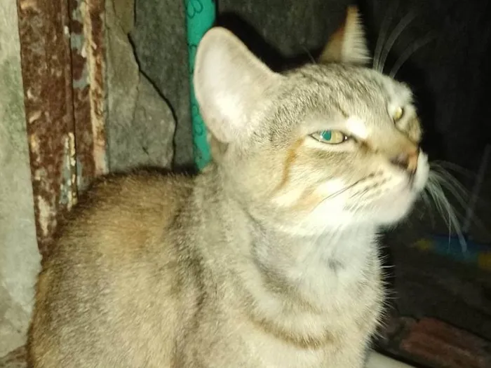 Gato ra a SRD-ViraLata idade 1 ano nome Nina