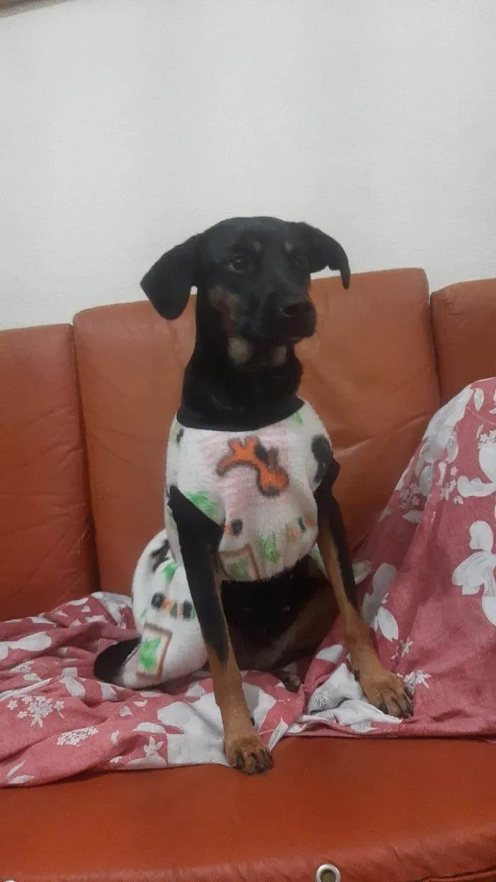 Cachorro ra a SRD-ViraLata idade 2 anos nome Amora