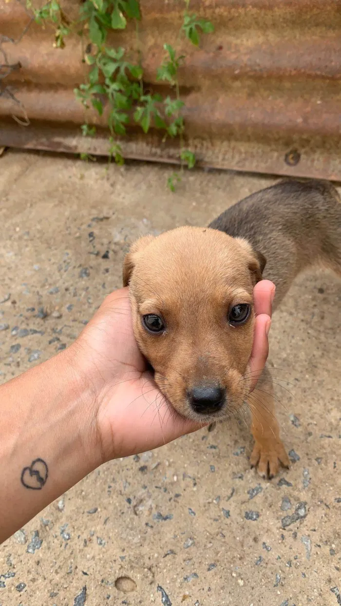 Cachorro ra a SRD-ViraLata idade 2 a 6 meses nome Esperança 