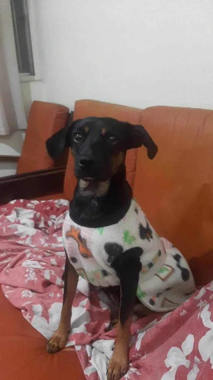 Cachorro ra a SRD-ViraLata idade 2 anos nome Amora