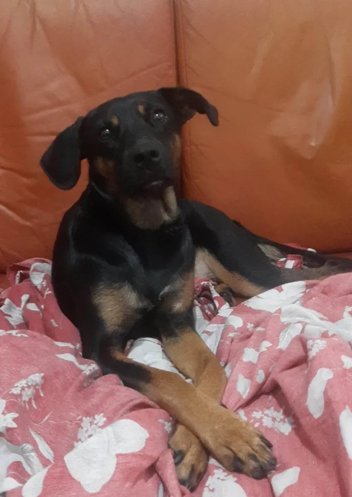 Cachorro ra a SRD-ViraLata idade 2 anos nome Amora