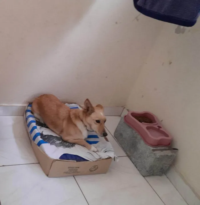 Cachorro ra a SRD-ViraLata idade 4 anos nome Brisa