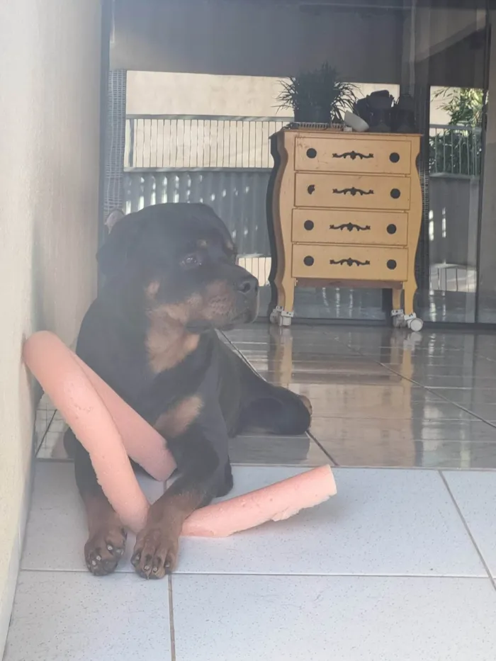 Cachorro ra a Rottweiler idade 3 anos nome KALEO