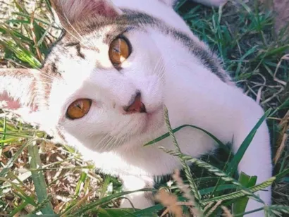 Gato raça SRD-ViraLata idade 7 a 11 meses nome Salvatore 