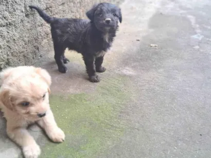 Cachorro raça SRD-ViraLata idade 2 a 6 meses nome Não tem nome ainda 