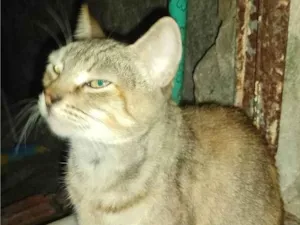 Gato raça SRD-ViraLata idade 1 ano nome Nina