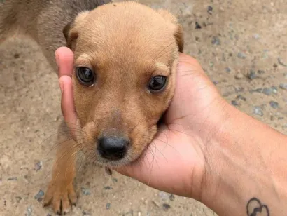 Cachorro raça SRD-ViraLata idade 2 a 6 meses nome Esperança 