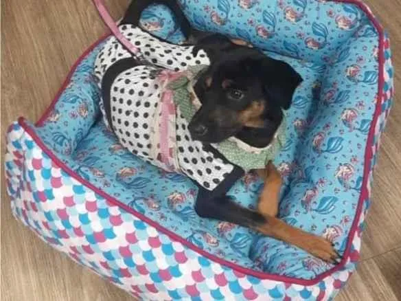 Cachorro ra a SRD-ViraLata idade 2 anos nome Amora