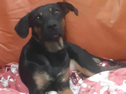 Cachorro raça SRD-ViraLata idade 2 anos nome Amora