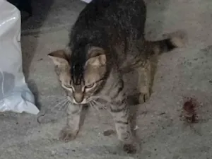 Gato raça SRD-ViraLata idade 2 anos nome Escubi,nina ,pérola ,