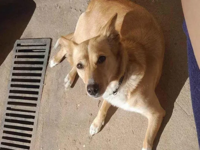 Cachorro ra a SRD-ViraLata idade 4 anos nome Brisa