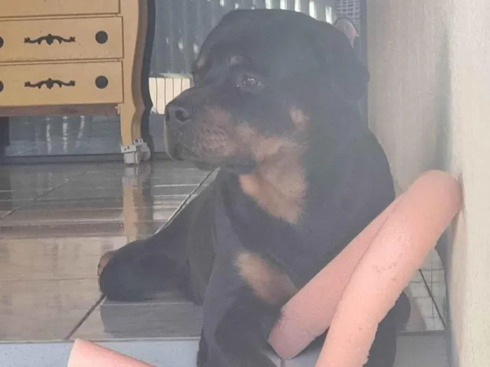 Cachorro ra a Rottweiler idade 3 anos nome KALEO