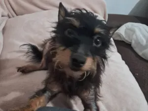 Cachorro raça SRD-ViraLata idade 3 anos nome Lili 