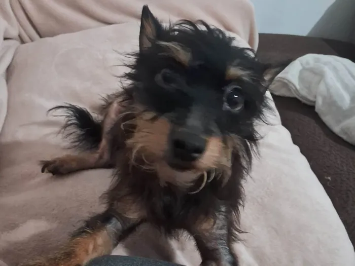 Cachorro ra a SRD-ViraLata idade 3 anos nome Lili 