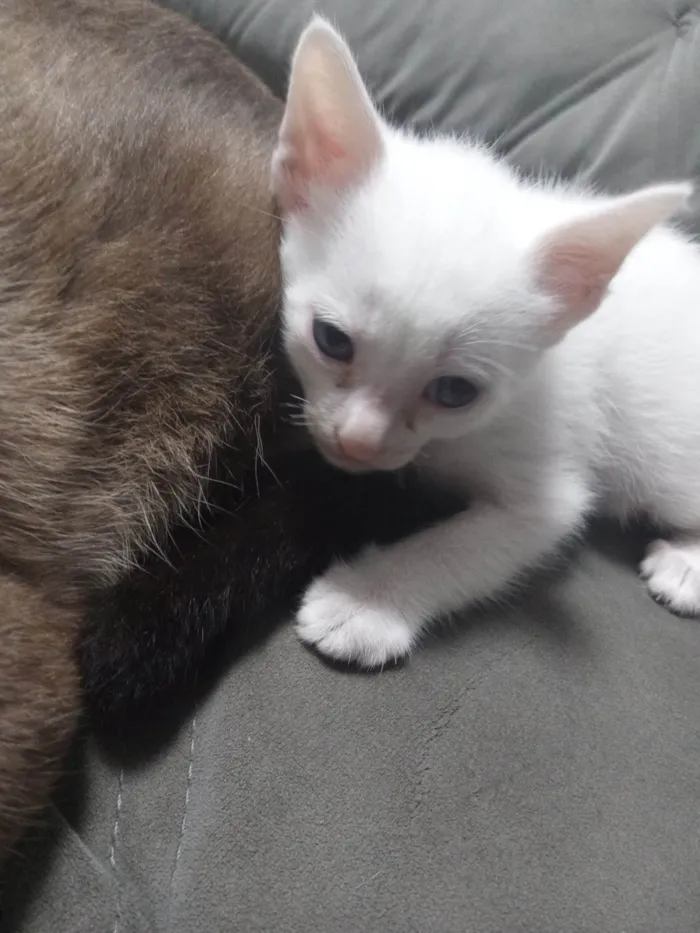 Gato ra a SRD-ViraLata idade Abaixo de 2 meses nome sem nomes! 