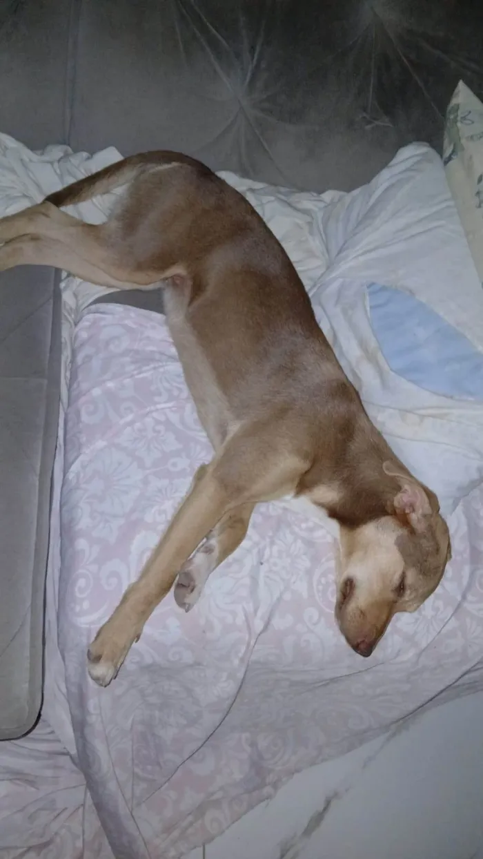 Cachorro ra a SRD-ViraLata idade 7 a 11 meses nome Luna e Sol