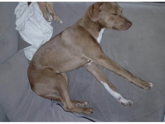 Cachorro ra a SRD-ViraLata idade 7 a 11 meses nome Luna e Sol