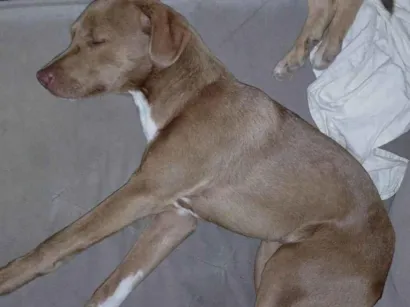 Cachorro raça SRD-ViraLata idade 7 a 11 meses nome Luna e Sol