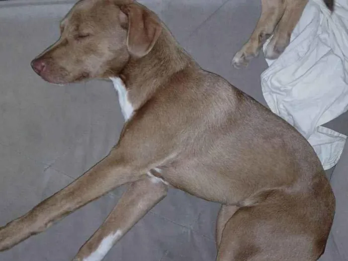 Cachorro ra a SRD-ViraLata idade 7 a 11 meses nome Luna e Sol