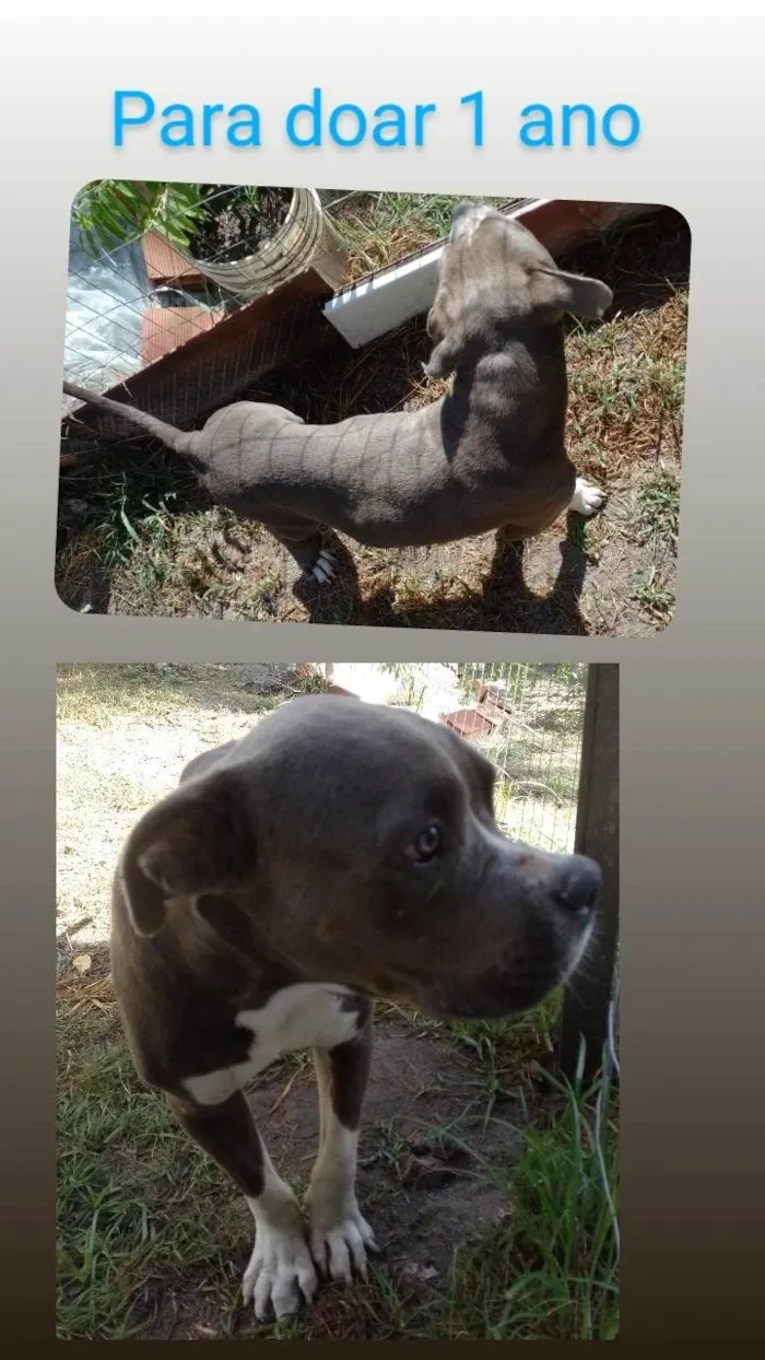 Cachorro ra a Pit-Bull idade 1 ano nome Baruk 