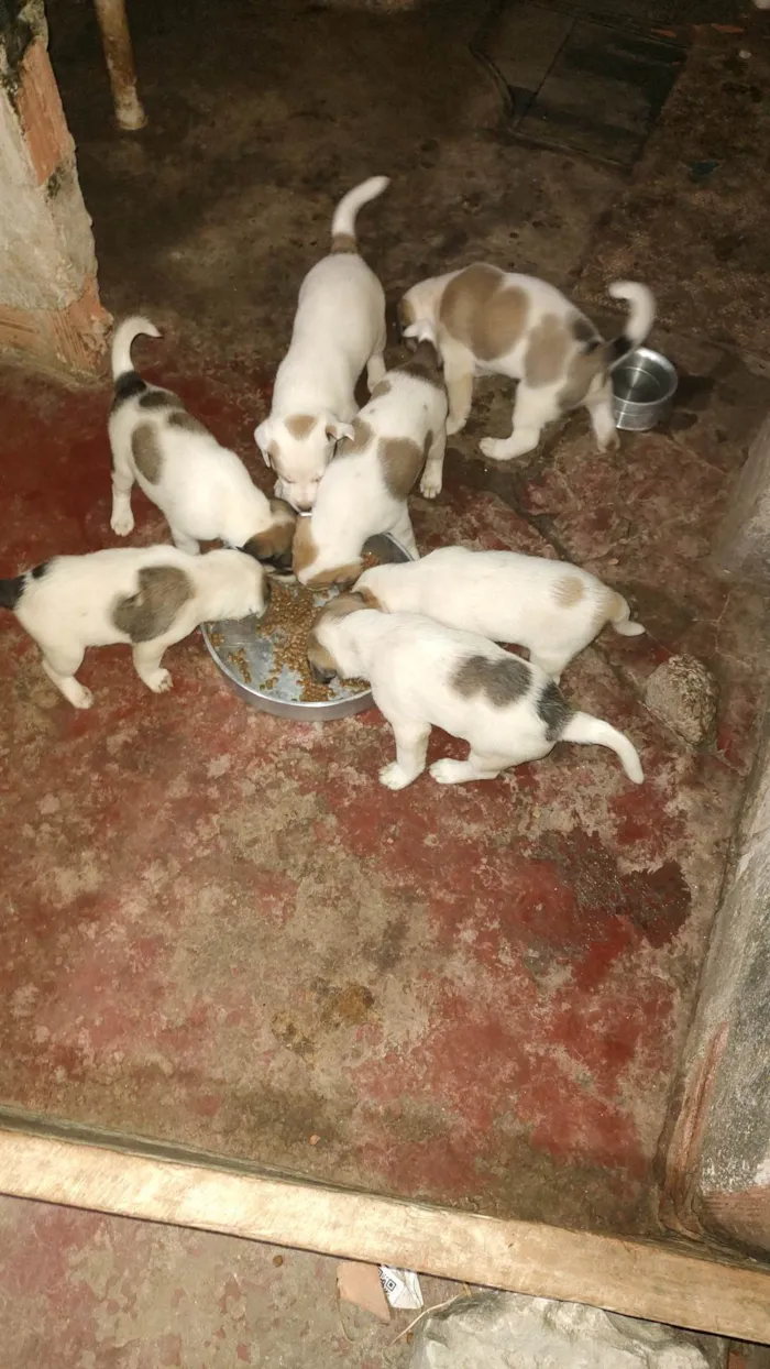 Cachorro ra a SRD-ViraLata idade Abaixo de 2 meses nome sem nome