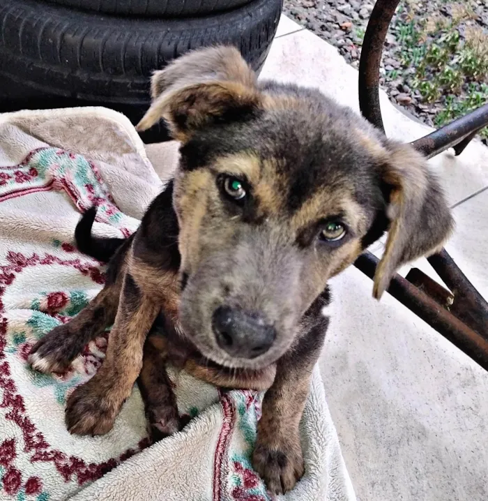 Cachorro ra a SRD-ViraLata idade 2 a 6 meses nome Lois