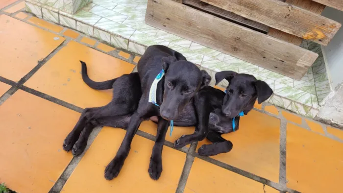 Cachorro ra a SRD-ViraLata idade 2 a 6 meses nome Sem nome