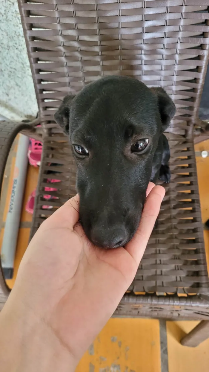 Cachorro ra a SRD-ViraLata idade 2 a 6 meses nome Sem nome