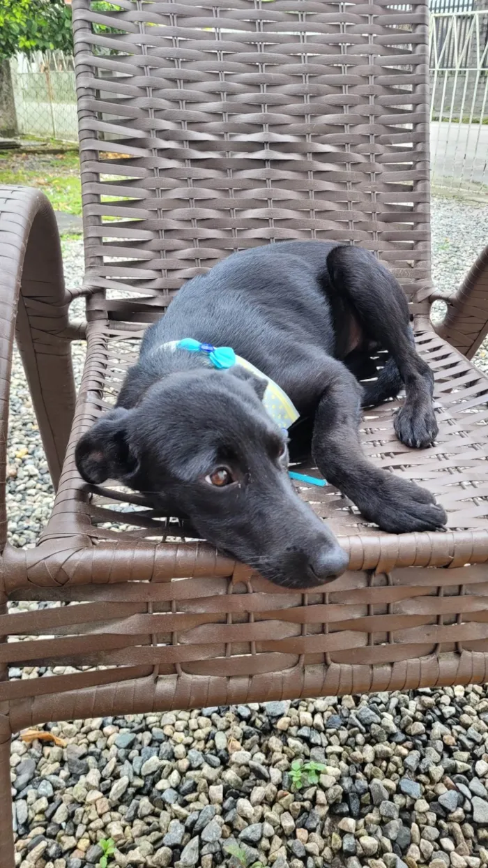 Cachorro ra a SRD-ViraLata idade 2 a 6 meses nome Sem nome