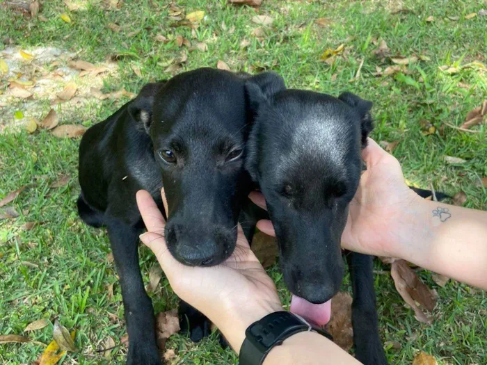 Cachorro ra a SRD-ViraLata idade 2 a 6 meses nome Sem nome