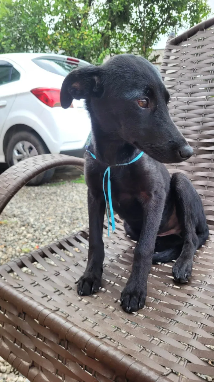 Cachorro ra a SRD-ViraLata idade 2 a 6 meses nome Sem nome