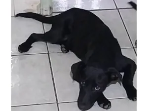 Cachorro raça SRD-ViraLata idade 2 a 6 meses nome Sem nome