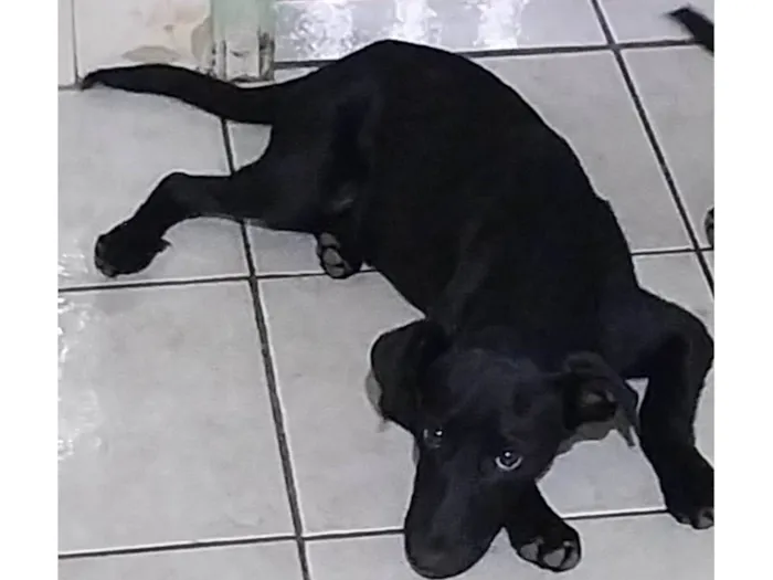 Cachorro ra a SRD-ViraLata idade 2 a 6 meses nome Sem nome