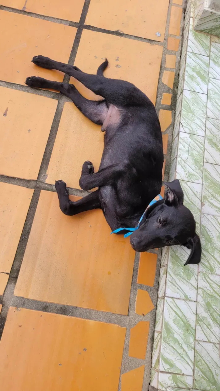 Cachorro ra a SRD-ViraLata idade 2 a 6 meses nome Sem nome 