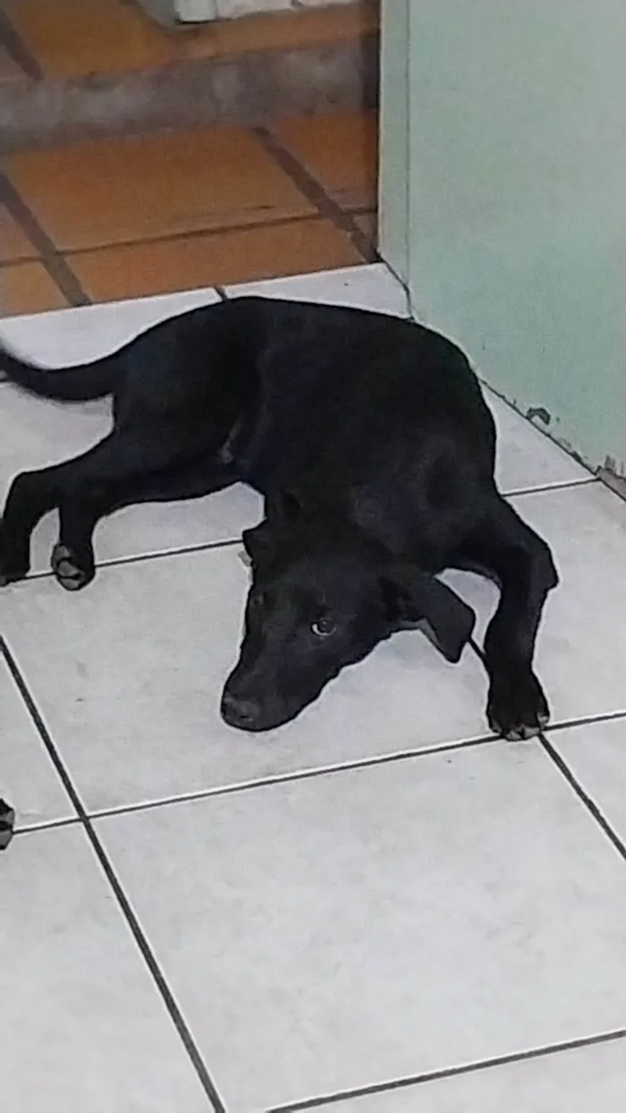 Cachorro ra a SRD-ViraLata idade 2 a 6 meses nome Sem nome 