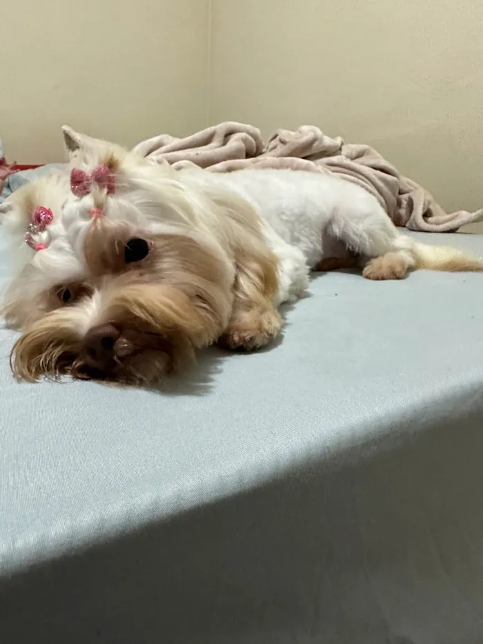 Cachorro ra a Maltês idade 1 ano nome Mit