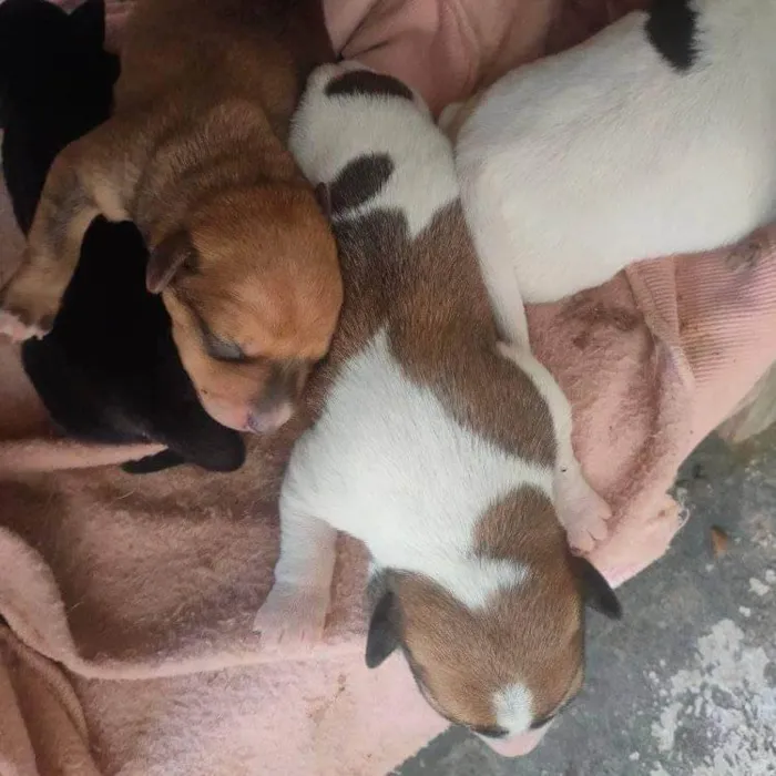 Cachorro ra a SRD-ViraLata idade 2 a 6 meses nome Filhotes