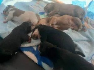 Cachorro raça SRD-ViraLata idade 2 a 6 meses nome Filhotes