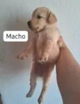 Máximos