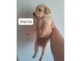 Máximos