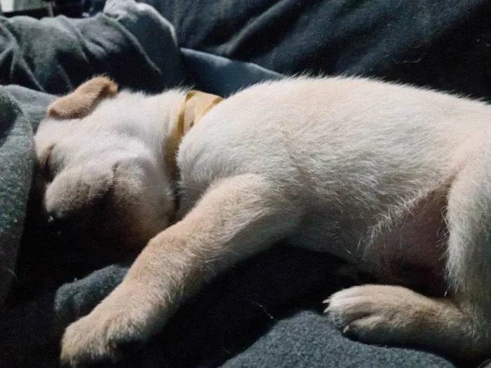 Cachorro ra a Labrador idade Abaixo de 2 meses nome Máximos 