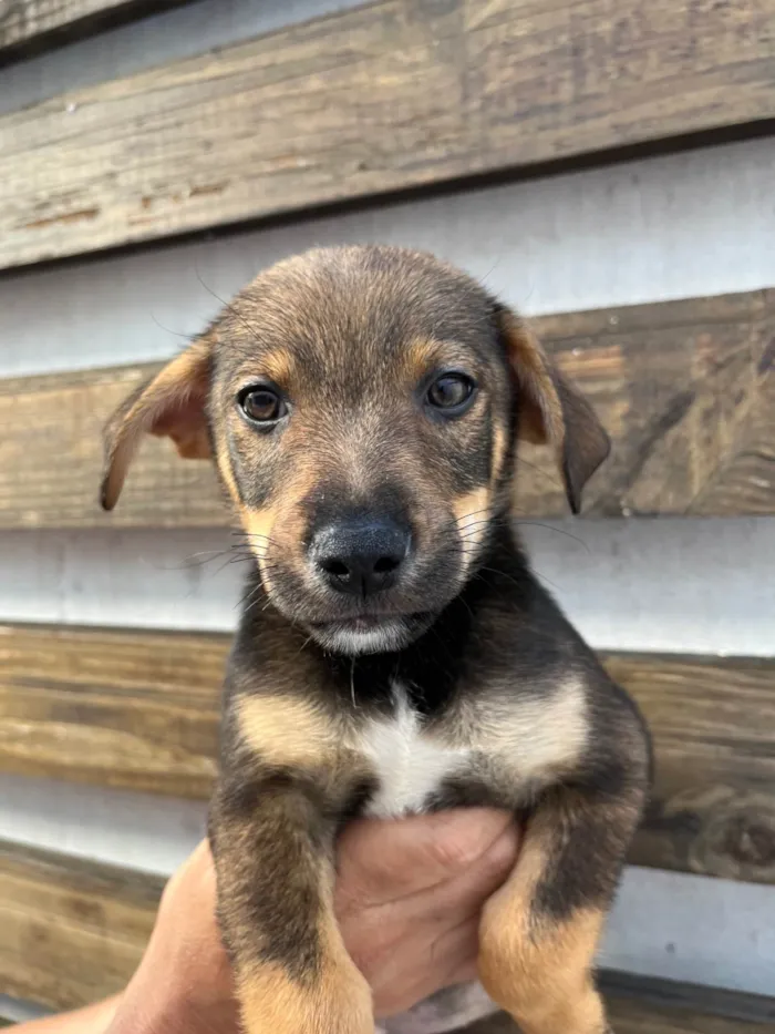 Cachorro ra a SRD-ViraLata idade 2 a 6 meses nome Manoel