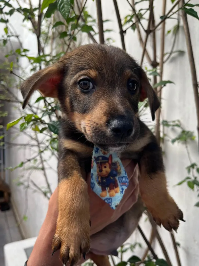 Cachorro ra a SRD-ViraLata idade 2 a 6 meses nome Manoel