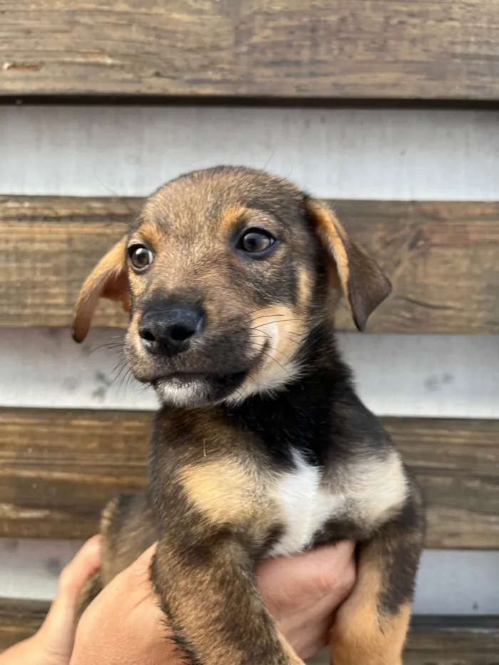 Cachorro ra a SRD-ViraLata idade 2 a 6 meses nome Manoel