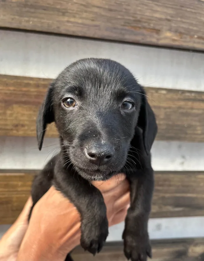 Cachorro ra a SRD-ViraLata idade 2 a 6 meses nome Miguel 