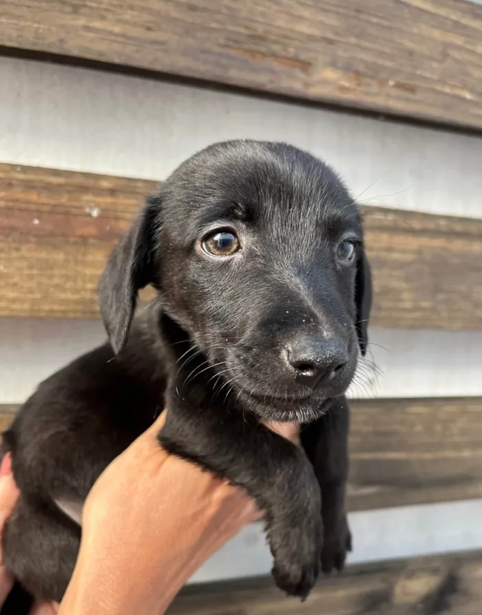 Cachorro ra a SRD-ViraLata idade 2 a 6 meses nome Miguel 