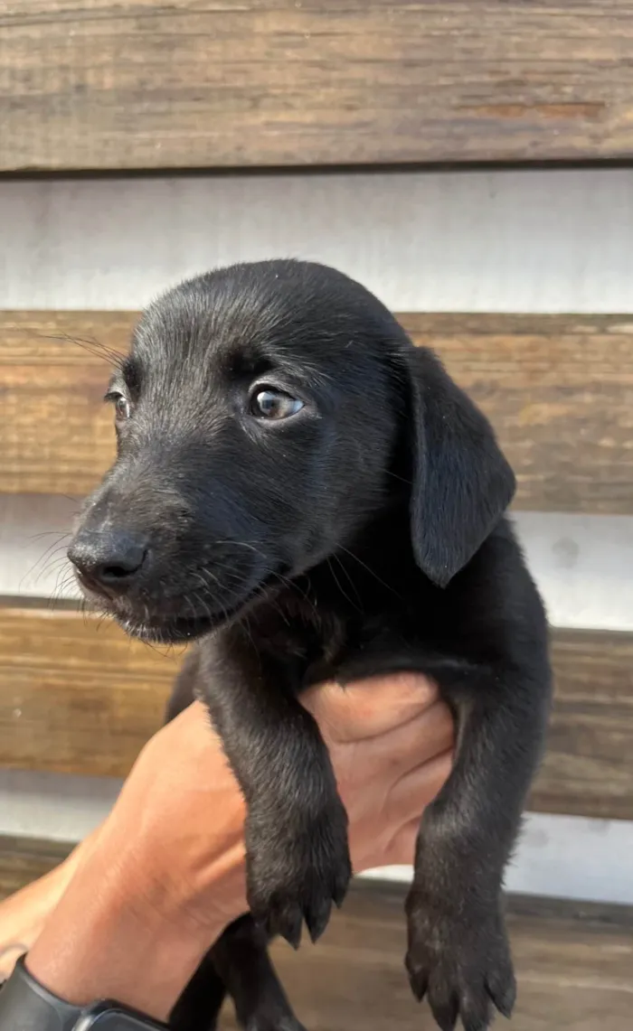 Cachorro ra a SRD-ViraLata idade 2 a 6 meses nome Miguel 