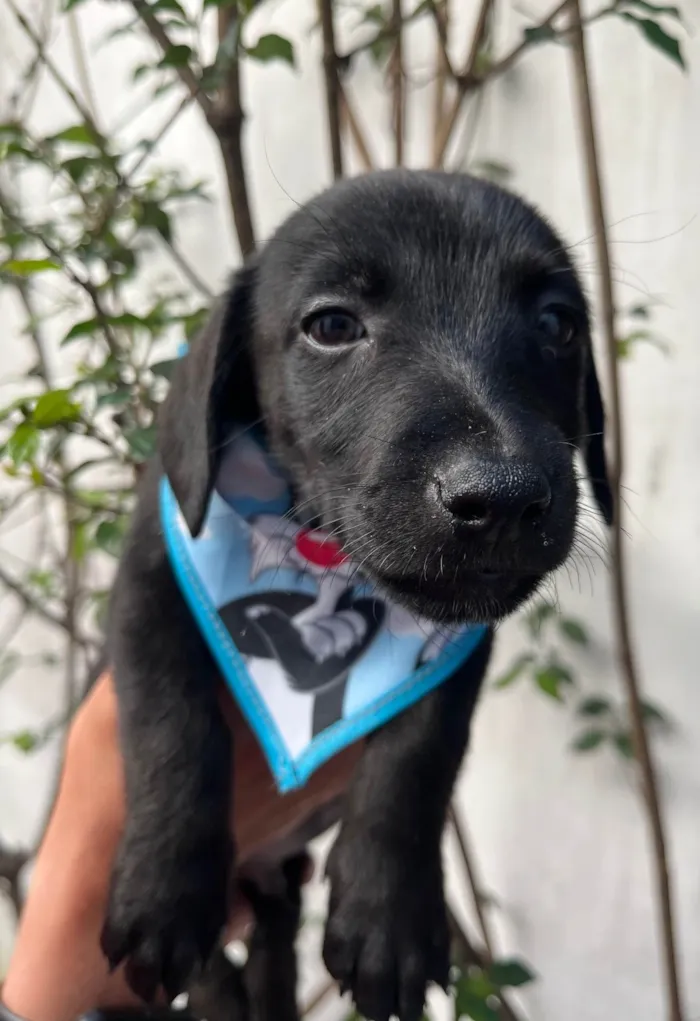 Cachorro ra a SRD-ViraLata idade 2 a 6 meses nome Miguel 