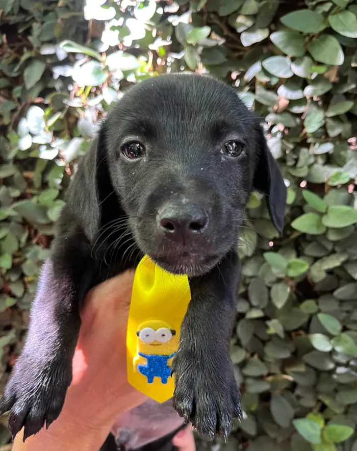 Cachorro ra a SRD-ViraLata idade 2 a 6 meses nome Miguel 